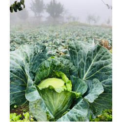 Yayla Top Pancarı Turşusu 5KG